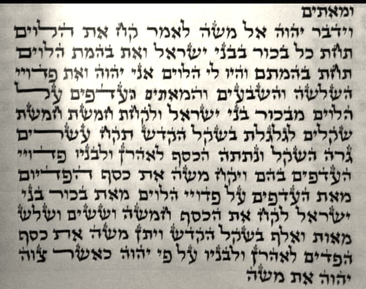ספר תורה ספרדי - מהודר - (56 ס״מ)